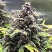 Banana Purple Punch Auto RF3