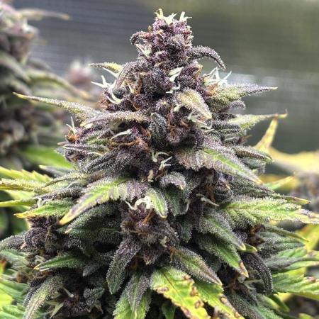 Banana Purple Punch Auto RF3