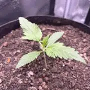 Banana Purple Punch Auto RF3