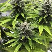 Banana Purple Punch Auto RF3