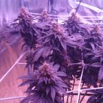 Kush at its BEST!