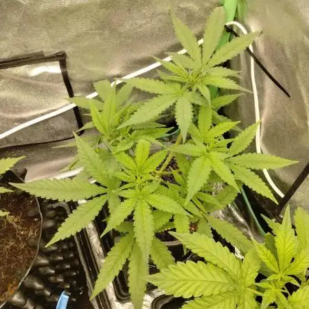 TerpyzEU Limited Reg Mutants +  Sweet Seeds "FAST" genetics