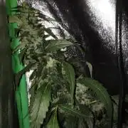 Gorilla Meat + Sweet - Gorilla Girl Fast