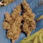 GHSc + Sweet genetics