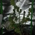 Auto Orange Bud