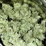 GHSc + Sweet genetics