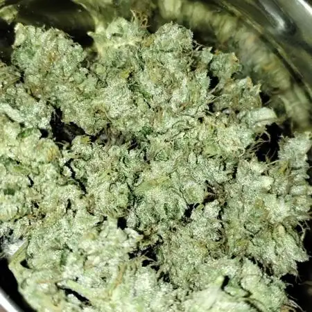 GHSc + Sweet genetics