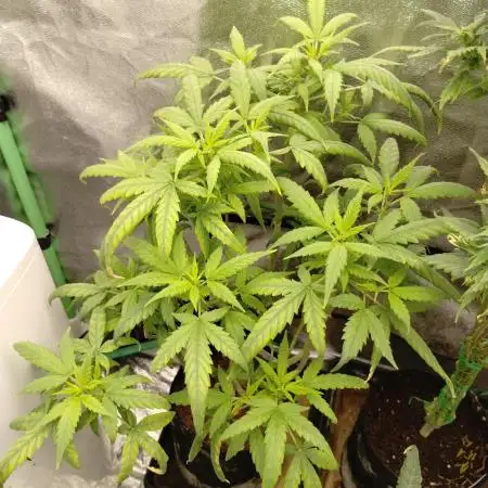 Sour D GPP + Exodus Cheese