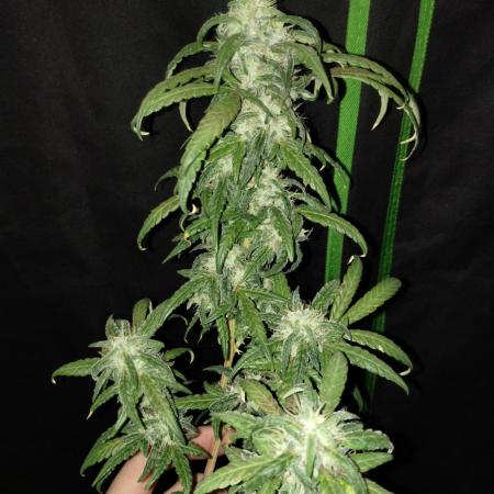 TerpyzEU Limited Reg Mutants +  Sweet Seeds "FAST" genetics