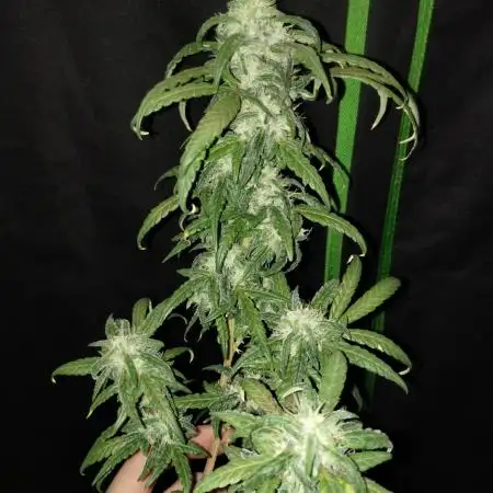 TerpyzEU Limited Reg Mutants +  Sweet Seeds "FAST" genetics