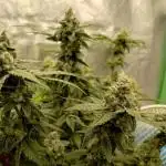 GHSc + Sweet genetics