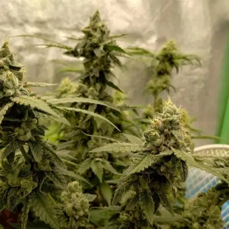GHSc + Sweet genetics