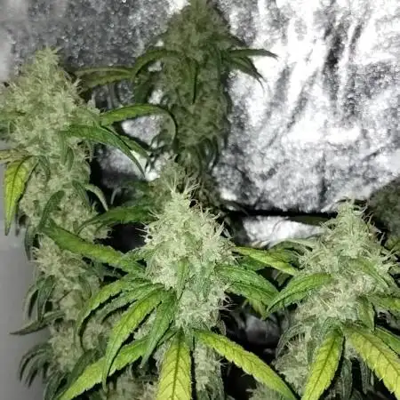GHSc + Sweet genetics