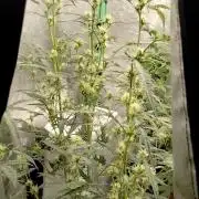 SWAG MDC "Raptor" mutant!