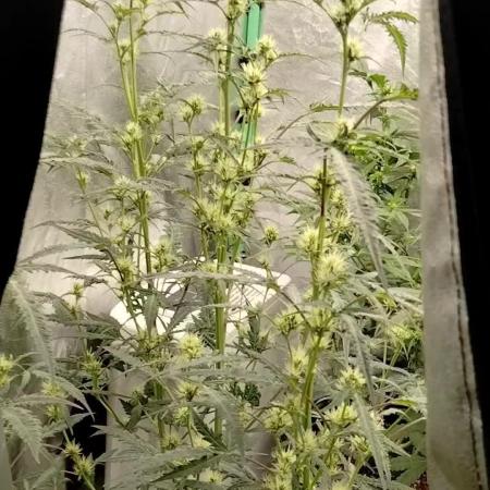 SWAG MDC "Raptor" mutant!