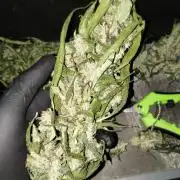 Gorilla Meat + Sweet - Gorilla Girl Fast