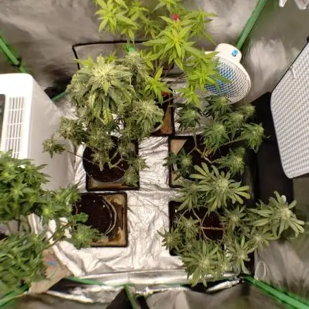 TerpyzEU Limited Reg Mutants +  Sweet Seeds "FAST" genetics