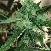 Gorilla Meat + Sweet - Gorilla Girl Fast