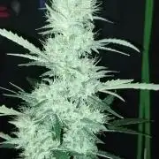 Green Poison 💚