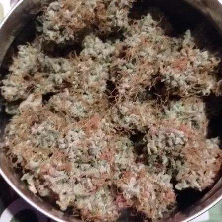 GHSc + Sweet genetics