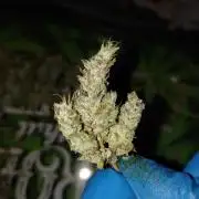 Terpyz - Blueberry Lime Kush AD