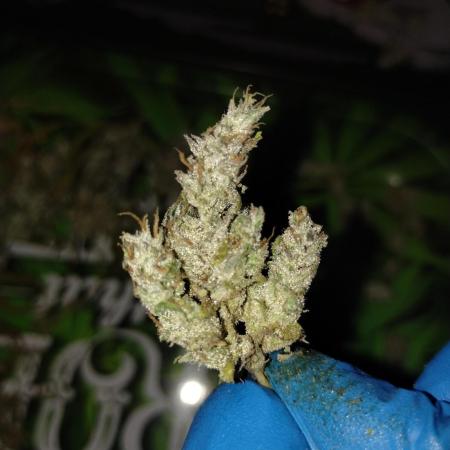 Terpyz - Blueberry Lime Kush AD