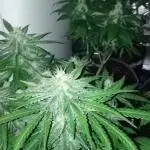 GHSc + Sweet genetics