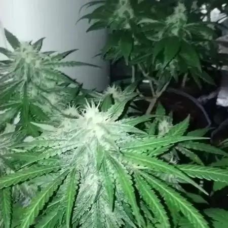 GHSc + Sweet genetics