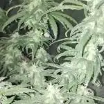 TerpyzEU Limited Reg Mutants +  Sweet Seeds "FAST" genetics