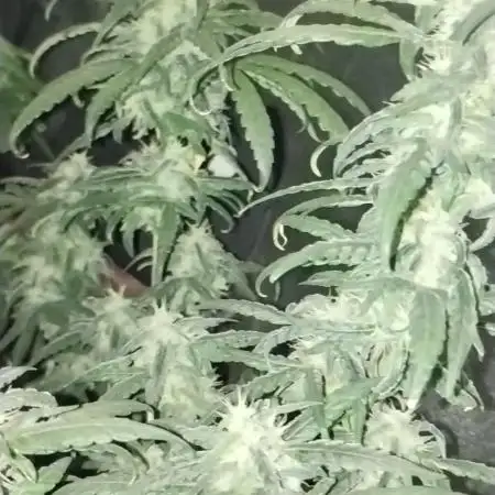 TerpyzEU Limited Reg Mutants +  Sweet Seeds "FAST" genetics