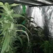 Gorilla Meat + Sweet - Gorilla Girl Fast