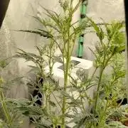 SWAG MDC "Raptor" mutant!