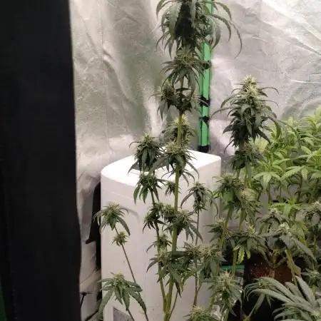 TerpyzEU Limited Reg Mutants +  Sweet Seeds "FAST" genetics