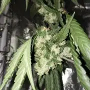 Gorilla Meat + Sweet - Gorilla Girl Fast