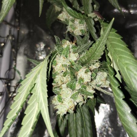 Gorilla Meat + Sweet - Gorilla Girl Fast