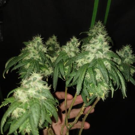 Sour D GPP + Exodus Cheese