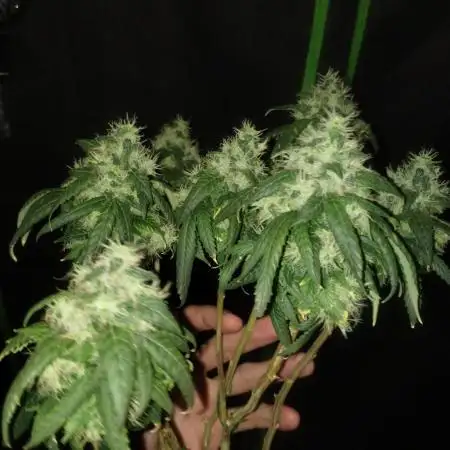 Sour D GPP + Exodus Cheese