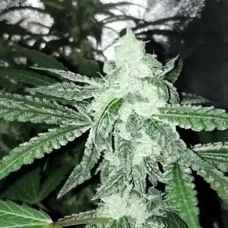 GHSc + Sweet genetics