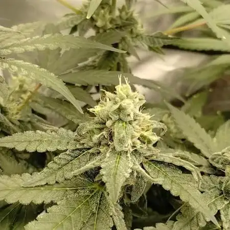 GHSc + Sweet genetics