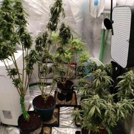Sour D GPP + Exodus Cheese