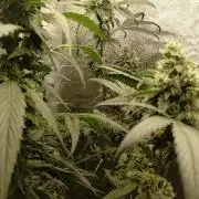 Gorilla Meat + Sweet - Gorilla Girl Fast