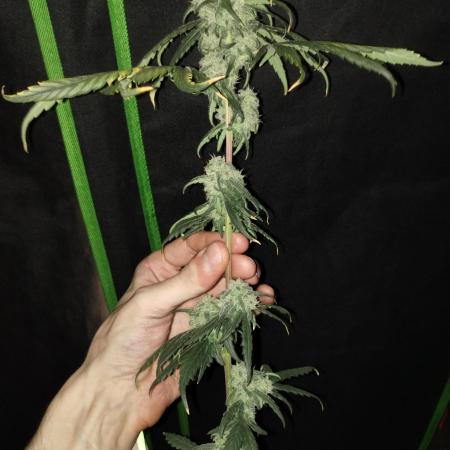 TerpyzEU Limited Reg Mutants +  Sweet Seeds "FAST" genetics