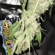 Sugar Cane + Gorilla Meat