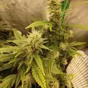 Green Poison 💚