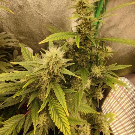 Green Poison 💚