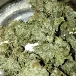 GHSc + Sweet genetics