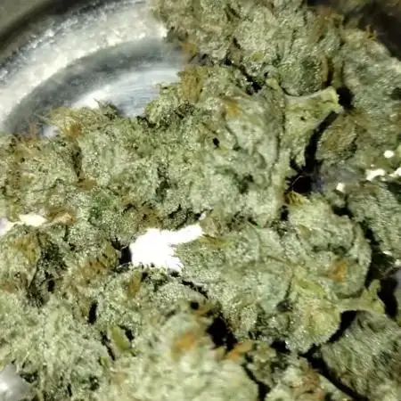 GHSc + Sweet genetics
