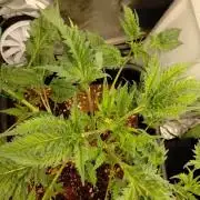 SWAG MDC "Raptor" mutant!