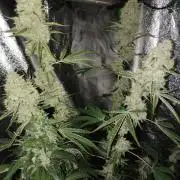 Sugar Cane + Gorilla Meat