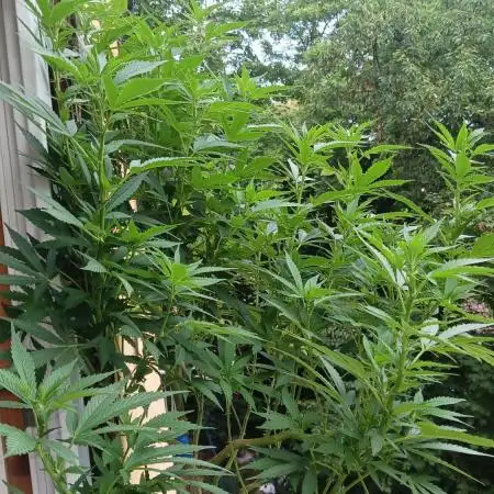 Outdoor Grow 2025